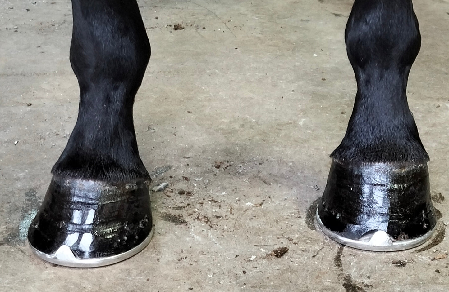 Hoof Balm
